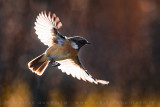 European Stonechat (Saxicola rubicola)