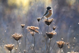 European Stonechat (Saxicola rubicola)