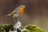 European Robin (Erithacus rubecula)