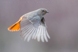 Black Redstart (Phoenicurus ochruros gibraltariensis)
