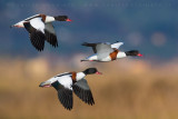 Shelduck (Tadorna tadorna)