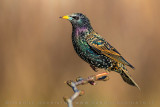 Common Starling (Sturnus vulgaris)