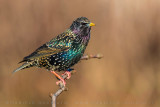 Common Starling (Sturnus vulgaris)