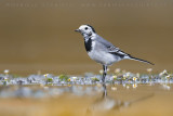 White Wagtail (Motacilla alba)