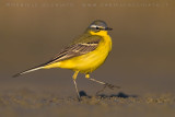 Blue-headed Wagtail (Motacilla flava flava)