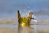 Ashy-headed Wagtail (Motacilla flava cinereocapilla)