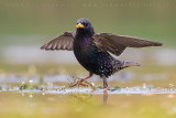 Common Starling (Sturnus vulgaris)