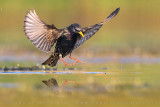 Common Starling (Sturnus vulgaris)