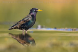 Common Starling (Sturnus vulgaris)