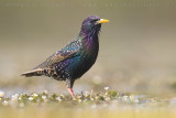 Common Starling (Sturnus vulgaris)