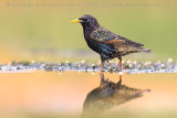 Common Starling (Sturnus vulgaris)