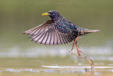 Common Starling (Sturnus vulgaris)