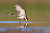 White Wagtail (Motacilla alba)