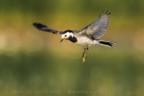 White Wagtail (Motacilla alba)