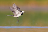 White Wagtail (Motacilla alba)