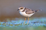 Little Ringed Plover (Charadrius dubius)