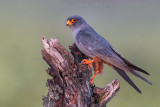 Red-footed Falcon (Falco vespertinus)