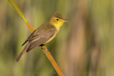 Melodious Warbler (Hippolais polyglotta)