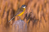 Ashy-headed Wagtail (Motacilla flava cinereocapilla)