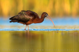 Glossy Ibis (Plegadis falcinellus)