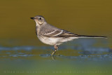 White Wagtail (Motacilla alba)