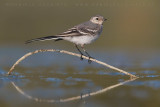 White Wagtail (Motacilla alba)