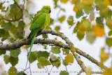 Rose-ringed Parakeet (Parrocchetto dal collare)