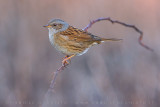 Dunnock (Prunella modularis)