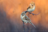 Reed Bunting (Schoeniclus schoeniclus)