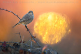 Black Redstart (Phoenicurus ochruros gibraltariensis)