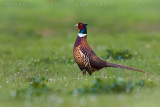 Ring-necked Pheasant (Phasianus colchicus)