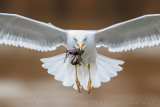 Yellow-legged Gull (Larus michahellis)