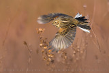 Reed Bunting (Schoeniclus schoeniclus)