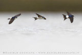 Common House Martin (Delichon urbicum)