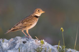 Calandra Lark (Melanocorypha calandra)