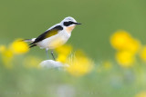 Northern Wheatear (Oenanthe oenanthe)