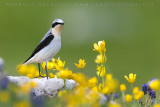 Northern Wheatear (Oenanthe oenanthe)