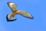 Lesser Kestrel (Falco naumanni)