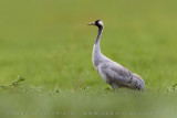 Common Crane (Gru)