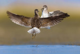 Wood Sandpiper (Tringa glareola)