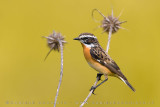 Whinchat (Saxicola rubetra)