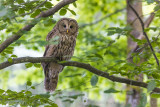 Ural Owl (Allocco degli Urali)