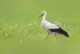 White Stork (Cicogna bianca)