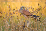 Eurasian Kestrel (Falco tinnunculus)