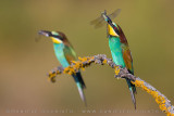 European Bee-eater (Meros apiaster)