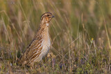 Common Quail (Coturnix coturnix)