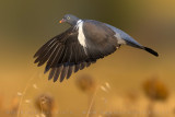 Eurasian Woodpigeon (Columba palumbus)