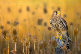 Eurasian Kestrel (Falco tinnunculus)