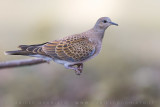 Turtle Dove (Streptopelia turtur)