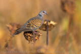 Turtle Dove (Streptopelia turtur)